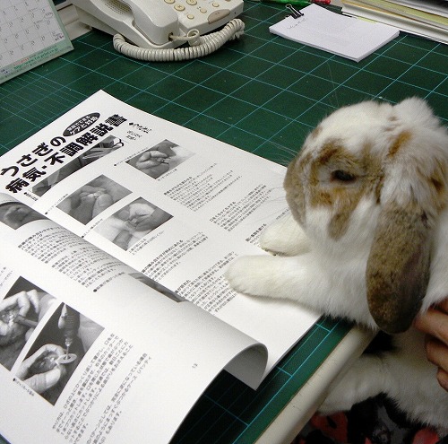 うさぎの病気・不調解説書 家庭向けうさぎ医療本 表情態度で判断しにくいうさぎの体調 症状と対処を写真でわかりやすく解説
