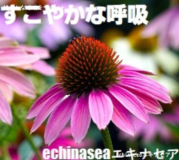 画像10: 25%OFF+クーポン+ポイント5倍 GWうさぎ祭 うさぎ スナッフル リジャーブタブレット20g すこやか呼吸サポート エキナセア カンゾウ ビタミン  (10)