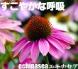 画像6: うさぎ スナッフル リジャーブタブレット4g お試しパック  (6)