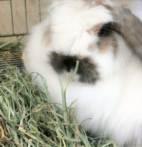 画像16: うさぎ やわらか牧草800g ×3個  チモシー2番刈  ふわふわ あったか 防寒 足腰 繊維質 (16)