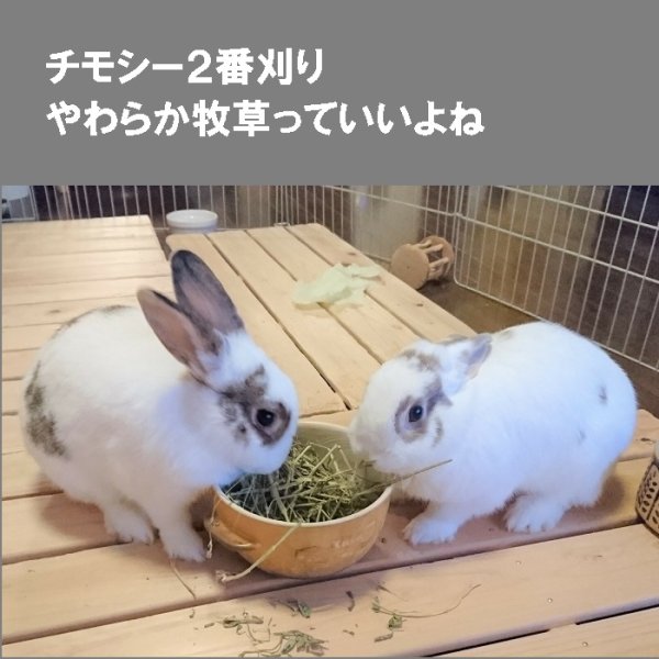 画像11: うさぎ やわらか牧草800g ×3個  チモシー2番刈  ふわふわ あったか 防寒 足腰 繊維質 (11)