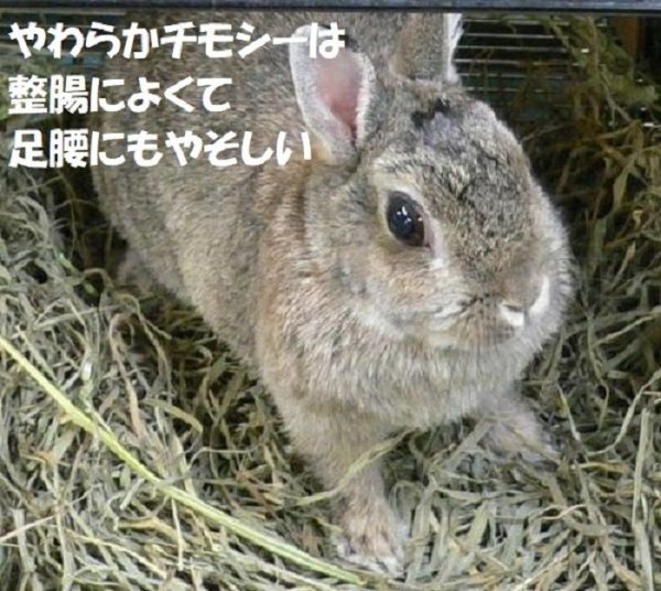 画像12: うさぎ やわらか牧草800g ×3個  チモシー2番刈  ふわふわ あったか 防寒 足腰 繊維質 (12)