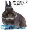 画像4: うさぎ エサ イースター 毛球配慮 グルテンフリー プレミアムレシピ メンテナンス1Kg(250g×4) ラビットフード 野草 ハーブ うさぎ餌 餌 フード (4)