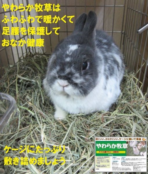 画像7: うさぎ やわらか牧草800g ×3個  チモシー2番刈  ふわふわ あったか 防寒 足腰 繊維質 (7)