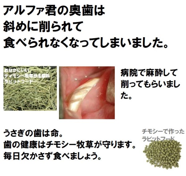 画像9: うさぎ やわらか牧草800g ×3個  チモシー2番刈  ふわふわ あったか 防寒 足腰 繊維質 (9)