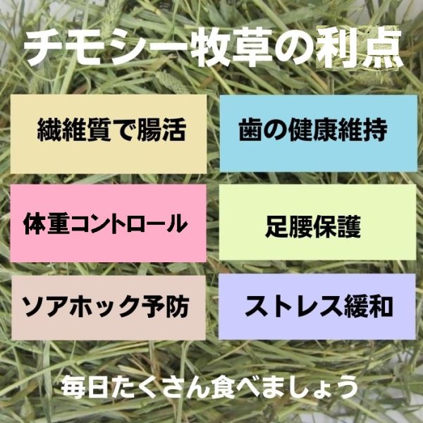 画像6: うさぎ やわらか牧草800g ×3個  チモシー2番刈  ふわふわ あったか 防寒 足腰 繊維質 (6)