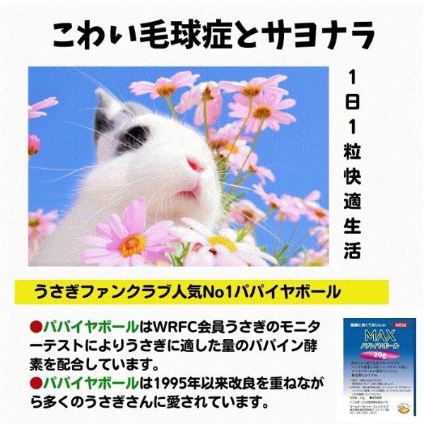 画像1: 毛球予防 おすすめ週間 うさぎ MAXパパイヤボール10g  強力パパイヤボール (1)