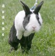 画像5: うさぎ  植物性グルコサミンパウダー12g   飲ませるサプリ うさぎ足腰関節サプリメント (5)