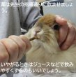 画像4: うさぎファンクラブ 強制給餌シリンジ1cc ×10本セット 1ミリリットル 細くて飲ませやすい 使い捨て フード粉 液 ジュース (4)