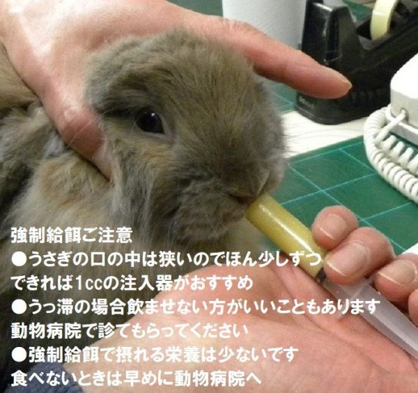 画像4: うさぎファンクラブ 強制給餌 粉末フード60g 繊維質と乳酸菌強化 水に溶いて給餌用注入シリンジで飲ませます 高栄養 高カロリー 易消化 うさぎさんの栄養補給に (4)