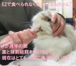 画像5: うさぎファンクラブ 強制給餌 粉末フード60g 繊維質と乳酸菌強化 水に溶いて給餌用注入シリンジで飲ませます 高栄養 高カロリー 易消化 うさぎさんの栄養補給に (5)