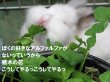 画像5: うさぎ大好き うさぎに必要な栄養がすべて含まれた アルファルファ牧草400g  新刈り入荷 品質優良 (5)