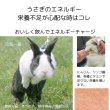 画像6: うさぎ強制給餌食・栄養補給サプリメント、注入シリンジ10本セット (6)