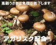 画像1: うさぎ アガリクス配合サプリ10g 粉剤 飲ませるサプリメント (1)