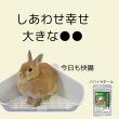 画像2: うさぎパパイン酵素配合 うさぎ 毛球対策サプリメント  パパイヤボール180g (2)