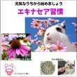 画像2: うさぎエキナセアパウダー10g のど・はな健康 飲ませるサプリメント ごはんにふりかけるだけ (2)