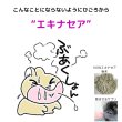 画像3: うさぎエキナセアパウダー10g のど・はな健康 飲ませるサプリメント ごはんにふりかけるだけ (3)