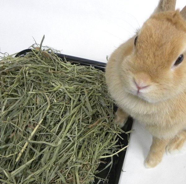 画像14: うさぎ やわらか牧草800g ×3個  チモシー2番刈  ふわふわ あったか 防寒 足腰 繊維質 (14)