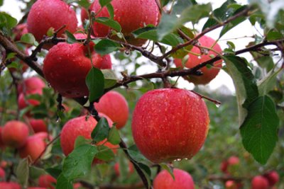 画像1: うさぎ 健康おやつ りんご  おいしい りんご ポリフェノール たっぷり ごほうび デザート りんごドライチップス50g