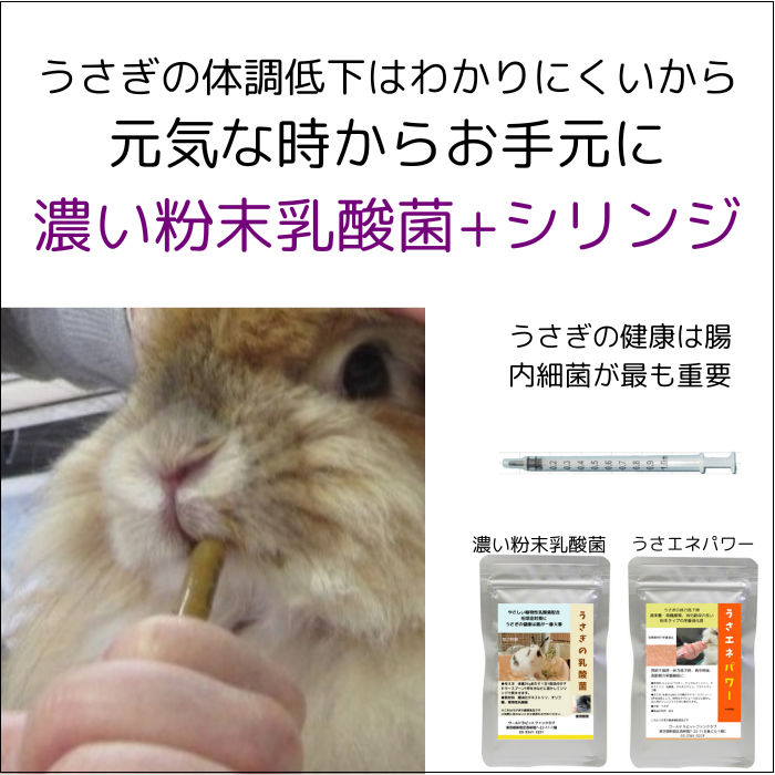 うさぎの不調はわかりにくいから元気なうちから濃い乳酸菌と飲ませるリリンジ
