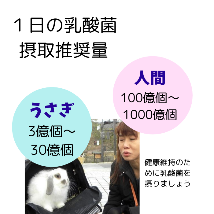 １日10億個の乳酸菌がおすすめ 腸内で発酵消化するうさぎは腸内微生物が最も大事です