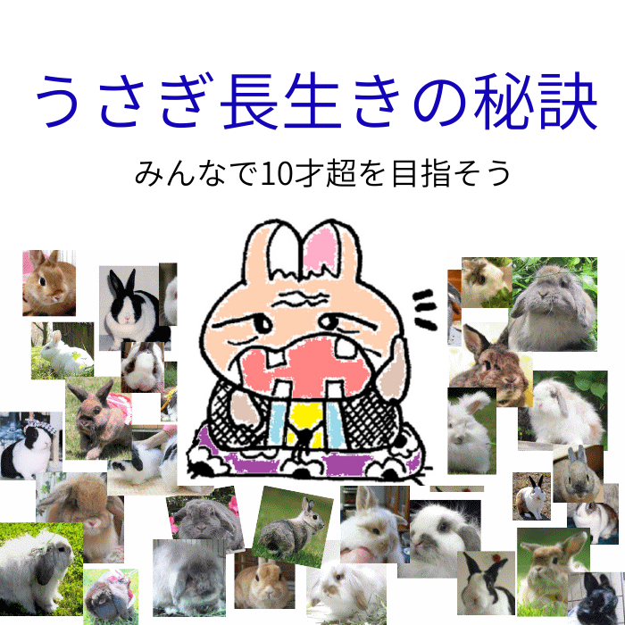 うさぎ長生きの秘訣はコレ うさぎの体全体を触ってチェックする習慣を持ちましょう。 体調が低下する前に把握することができるようになりましょう。