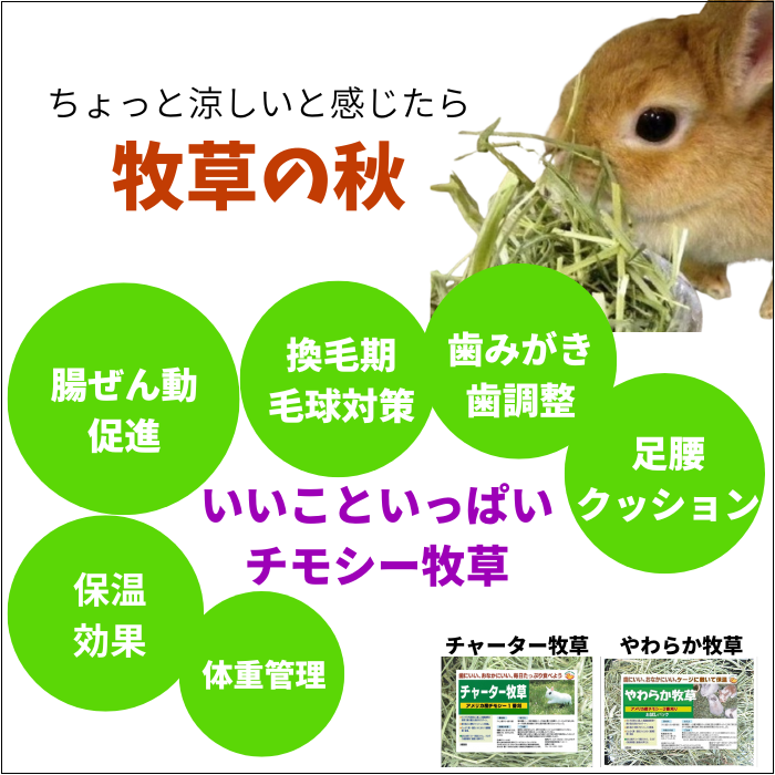 秋 牧草の秋 抜け毛の秋 毛球症の秋 チモシーの繊維質で毛球をスムーズに排出しましょう うさぎのみなさまチモシーは長生きの秘訣 もっとチモシーを食べましょう