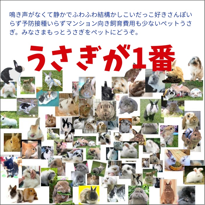 うさぎが1番 鳴き声がなくて静かで ふわふわもふもふ 結構かしこい だっこ好き さんぽいらず 予防接種いらず マンションでもOK 飼育費用も少ない今すごい人気のペットうさぎと暮らしましょう