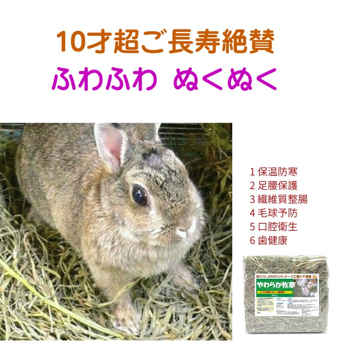 絶賛推奨 ふわふわ ぬくぬく やわらか牧草 防寒保温 足腰保護 整腸 口腔衛生 歯健康