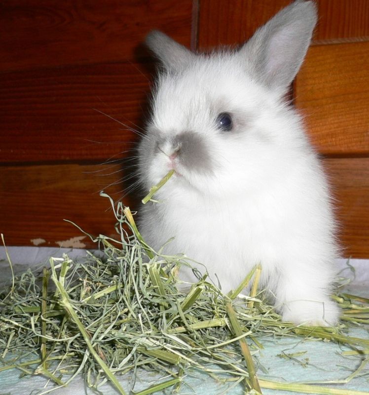 うさぎの腸を健康にして体調をよくするティモシー牧草